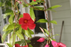 mandavilla-on-porch