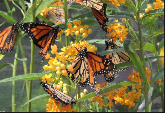 Did you know that Monarch Butterflies migrate through NC?  Learn about Monarch Butterflies at the All-A-Flutter Butterfly Farm.  Learn how you, like Seven Oaks Inn / Bed & Breakfast, can become a Monarch Waystation!